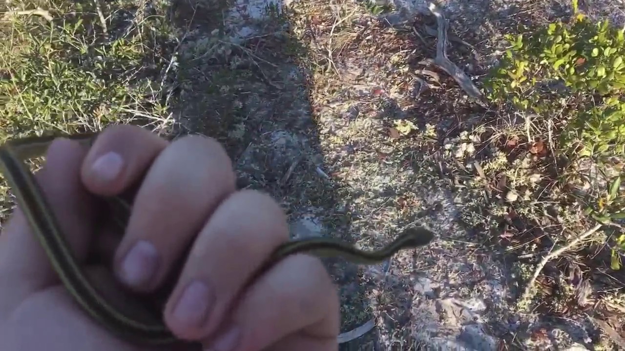 lizard skin grips Herping Trip February 2017