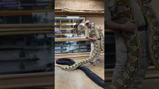 Jay Brewer I My Big Snakes Crazy Ive Been Breeding These F