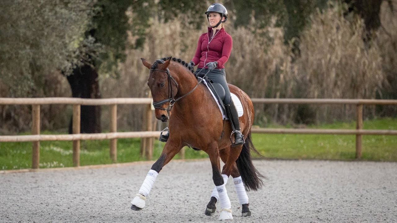Horse for Sale | Lusitano Gelding at Advanced Level with Promising Pedigree (REF