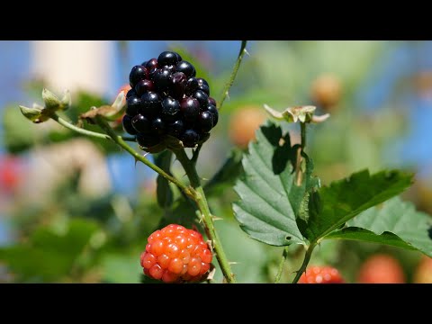 Video: Er brambleberry et brombær?