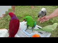 Eclectus Parrot Free Flight