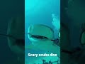 Scary scuba dive