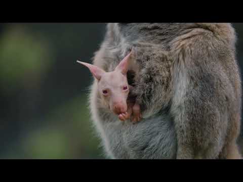 ☃️☃️ MEET OLAF - the albino wallaby joey ☃️☃️
