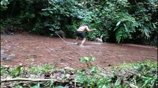 UNEXPECTED TWO DOGS CAN HOLD A LARGE PIG!!