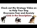 Introduction to Bentley - A Dog that's Fearful and Anxious Introduction to Bentley - A Dog that's Fearful and Anxious