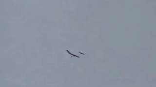 Flying a capacitor-powered model plane - 360F capacitor