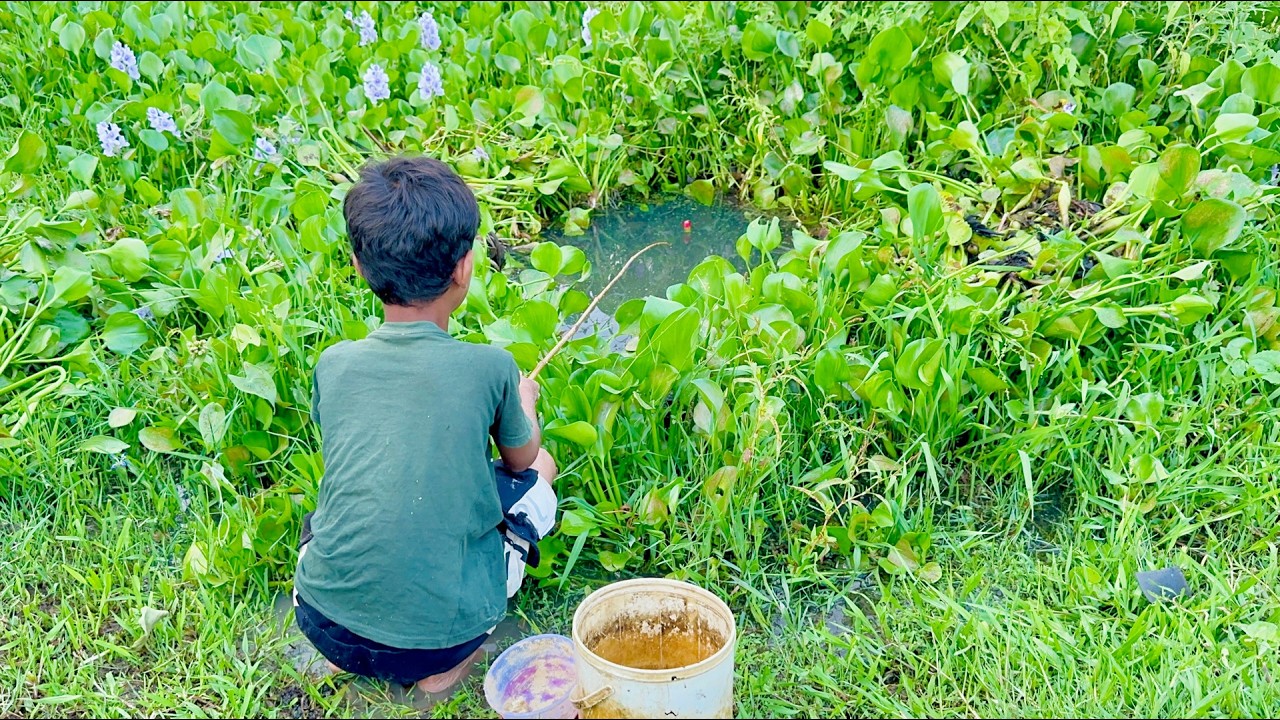 Fishing Video | The boy always catches a lot of fish from the paddy ...