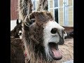 The Poitou Donkey