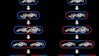 Fission (biology) | Wikipedia audio article