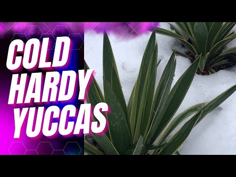 Video: Cold Hardy Yucca Ntau Yam: Loj hlob Yucca Nroj Tsuag Hauv Cheeb Tsam 4 Lub Vaj