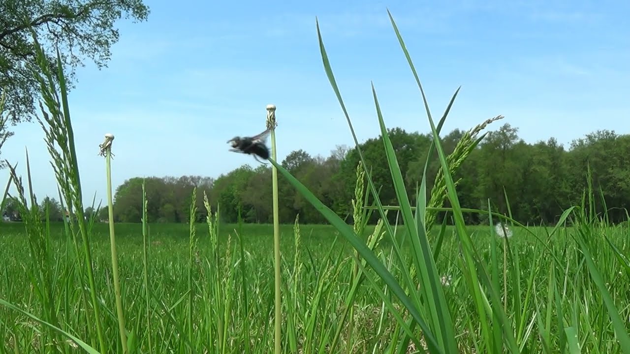 1 Hour of grass field view and sounds