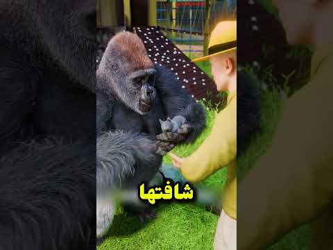 قصة كوكو السكمنصاية الصغيرة سكمنصات لغة إشارة قصص ملهمة