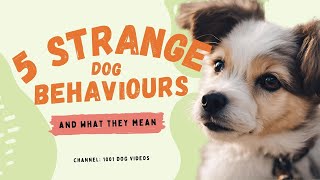 5 Strange Dog Behaviours and What They Mean