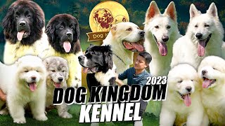 ฟาร์มมหมาใหญ่ระดับประเทศ Dog Kingdom Kennel / Ep.19