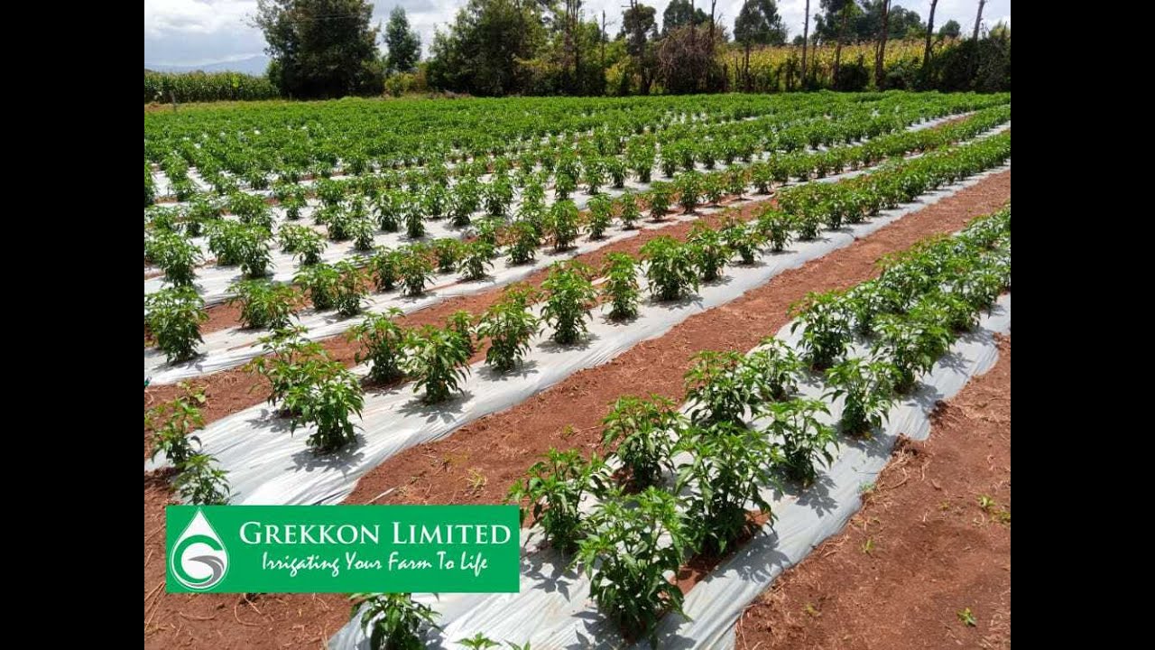 Plastic Mulch Installation in Ziwa, Uasin Gishu by Grekkon Limited