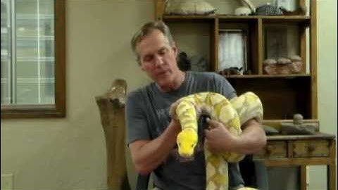 Original Albino Reticulated Python