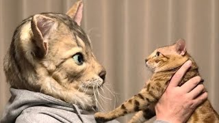 the best cat funny moment (funny cat compilation)