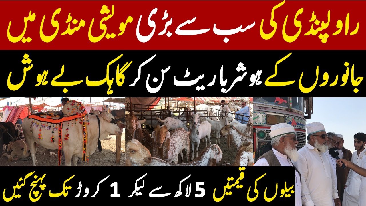 Bakra Mandi Rwp Rawalpindi Bakra Mandi Latest Update | Bakra Mandi 2023 Rawalpindi Bata ...
