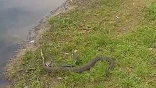 Water Moccasin vs. Catfish vs. Water Snake (full)