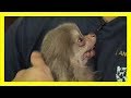 パピーミルから助け出されたチワワ犬 抱きしめられた瞬間にホッとしたような表情を浮かべる…