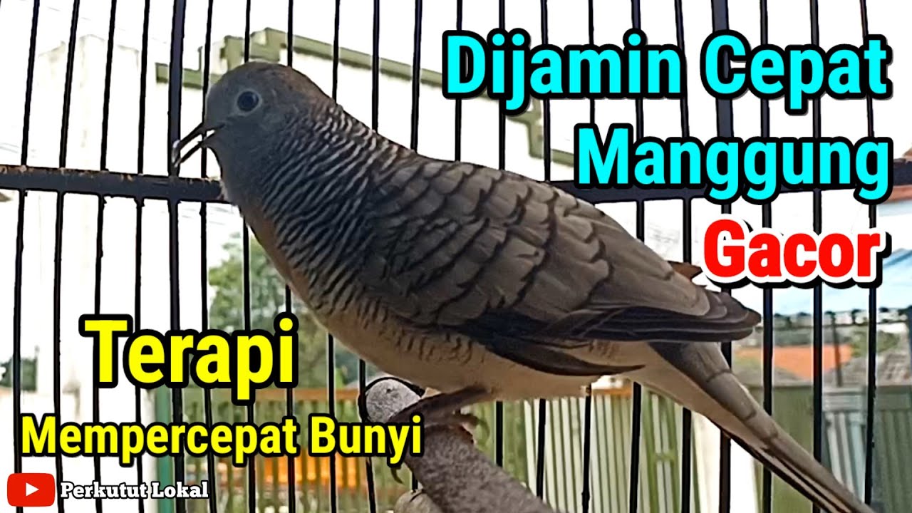 Perkutur lokal gacor suara terapi perkutut paling ampuh agar cepat bunyi gacor #perkututlokal