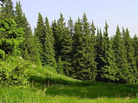 ვერხვის ფოთოლთა