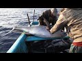 Longline Fishing For Tuna Fish Amazing fishing video