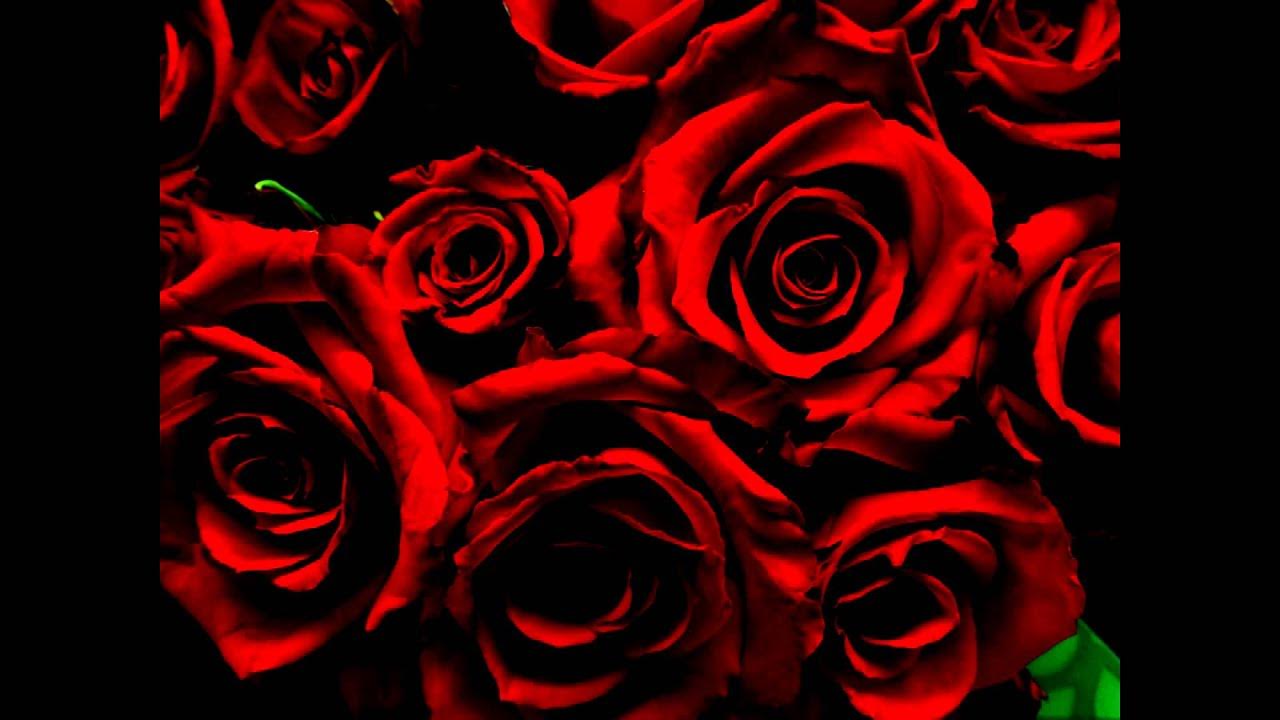 Blood red rose. Blood red rose. Blood red rose. Blood red roses. Blood red rose.
