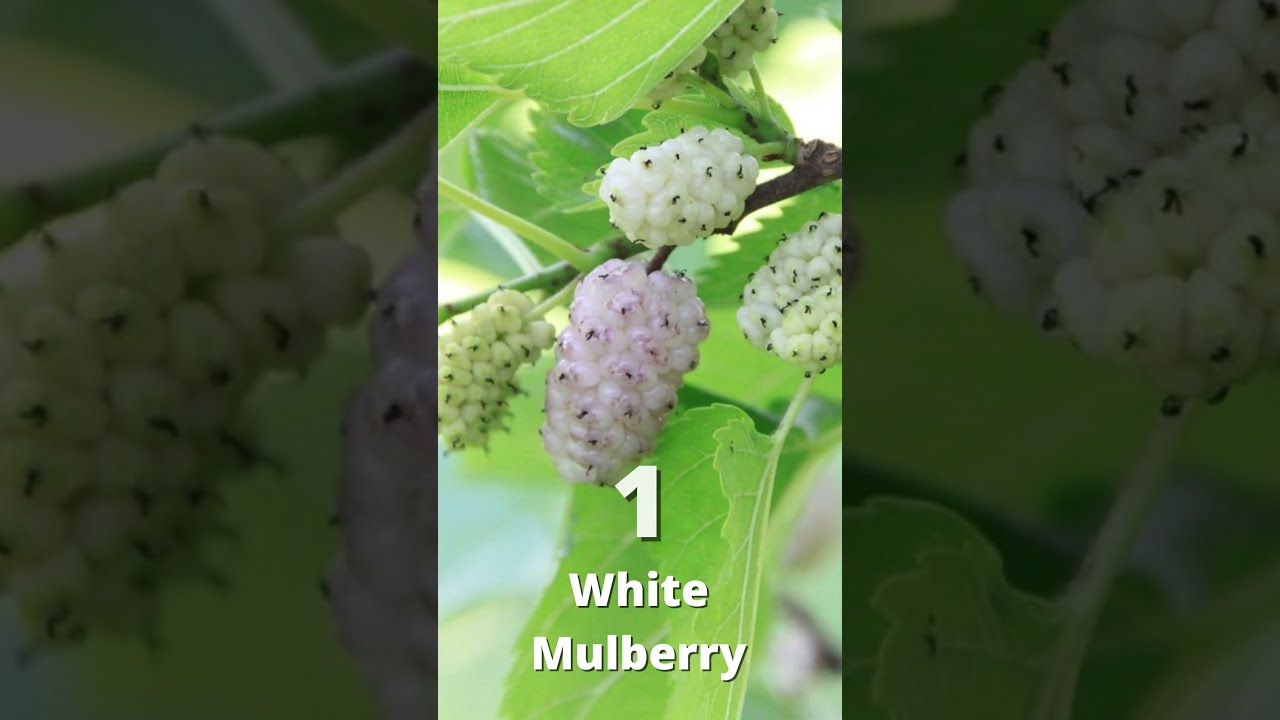 Top 8 Diabetes Control: 1 – Altai Balance Review #shorts