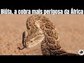 Biuta, a Cobra Mais Perigosa da África. Bitis arietans | Biólogo Henrique