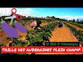 Taille  des aubergines de plein champ je vous montre comment faire