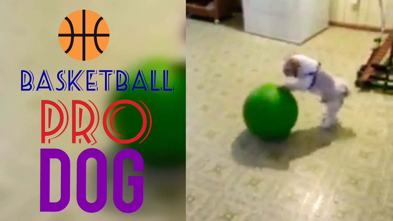 This puppy can beat any basketball pro! Dog Playing Basketball YouTube
