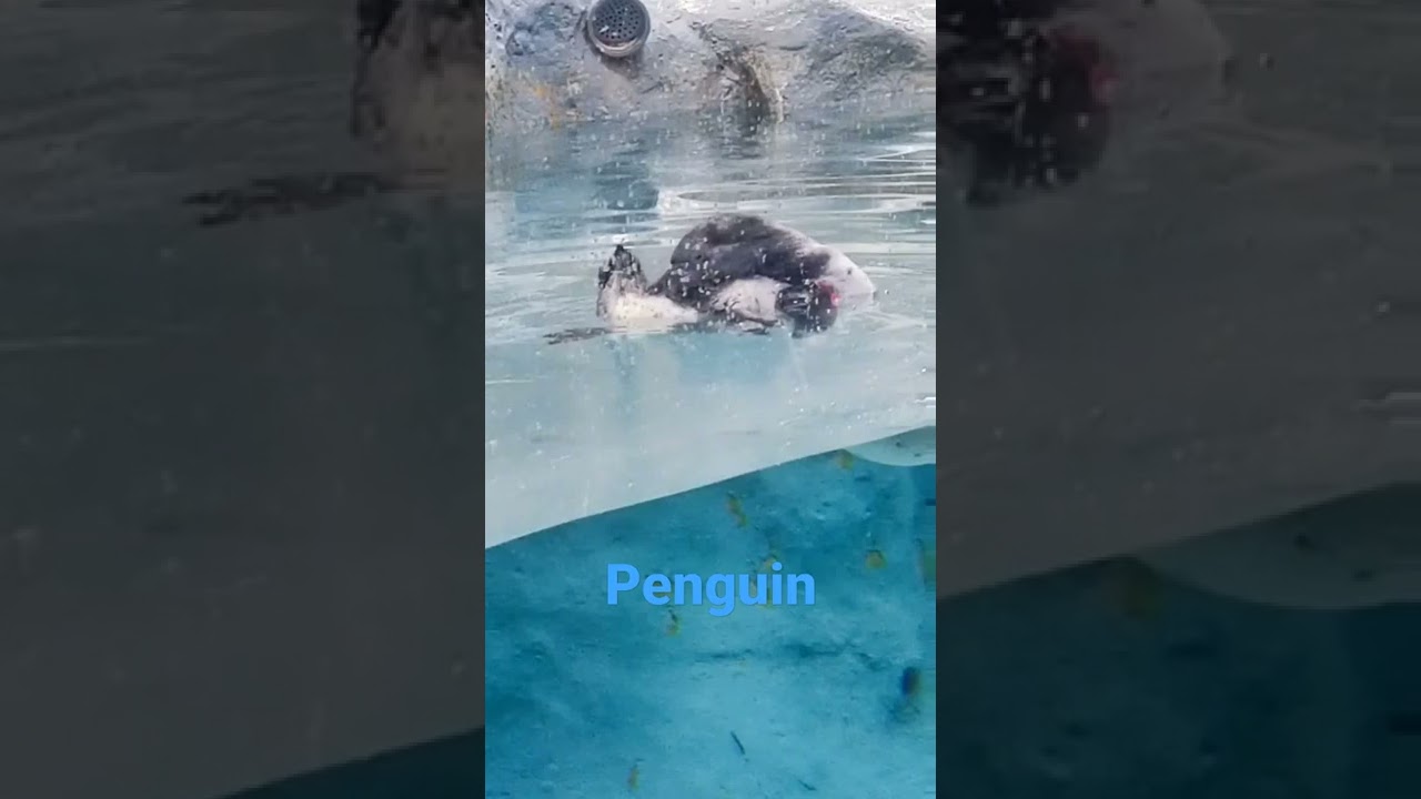 Penguins l Jijamata Udyan