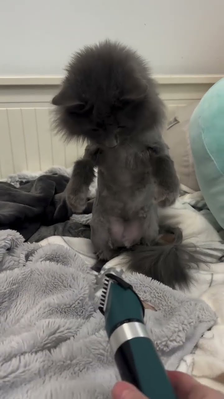 Funny kitten top vidéo