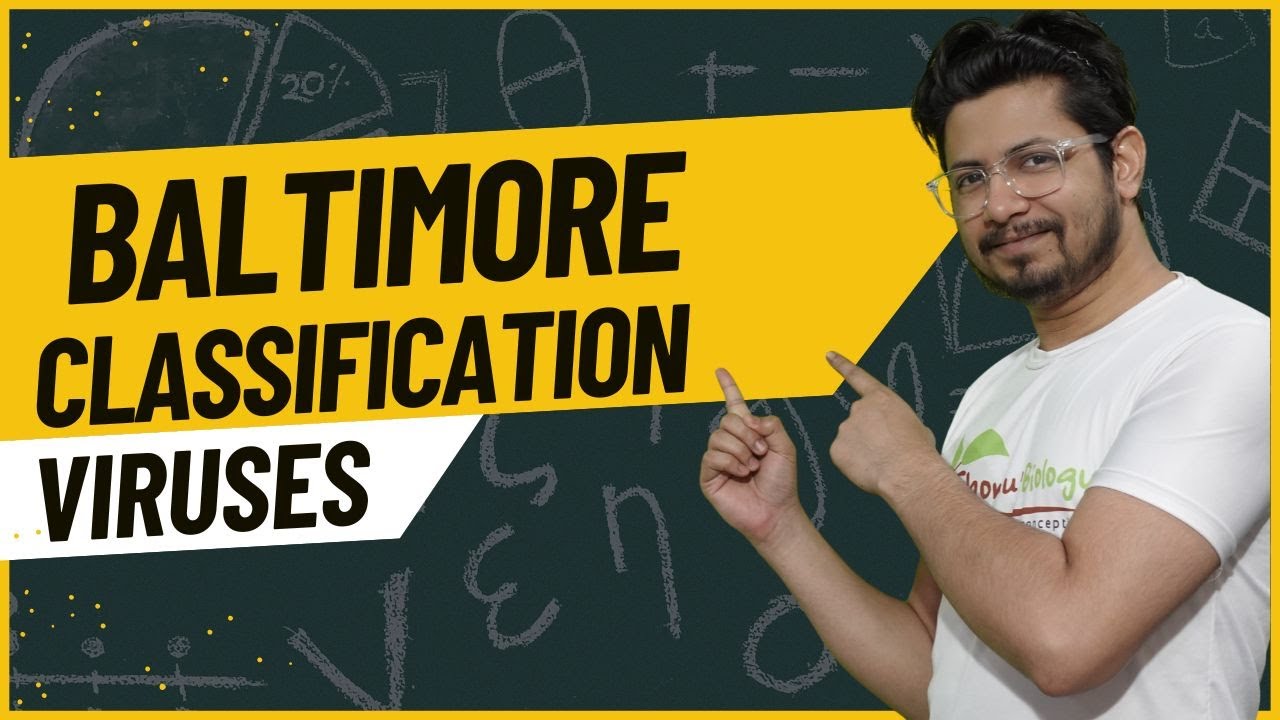 Baltimore classification of viruses explained | Baltimore classification scheme