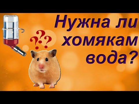 НУЖНА ЛИ ХОМЯКАМ ВОДА? ВЫБОР ЛУЧШЕЙ ПОИЛКИ ДЛЯ ХОМЯКА.