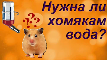 НУЖНА ЛИ ХОМЯКАМ ВОДА? ВЫБОР ЛУЧШЕЙ ПОИЛКИ ДЛЯ ХОМЯКА.