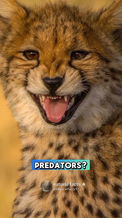 The Fastest Living Creature On Land shorts naturelovers YouTube the-fastest-living-creature-on-land-shorts-naturelovers-youtube