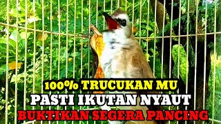 Suara burung trucukan gacor memanggil lawan Pancingan trucuk betina memanggil jantan