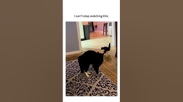 Kittyo like okay let the dance begin turn up that prvnci