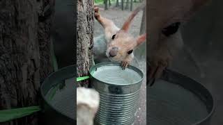 И попить, и поесть / And drink and eat #squirrel #animals