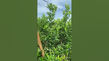 Quất cảnh rằm tháng 8. #xuhuong2023