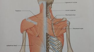 ASMR | Memorizing Gross Anatomy The OIIF of Superficial Back Muscles | Soft Whispering screenshot 5