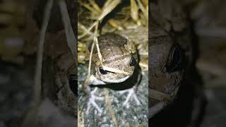 Download Lagu The most noisy frog #viral #trending #frog MP3 Download Lagu The most noisy frog #viral #trending #frog MP3