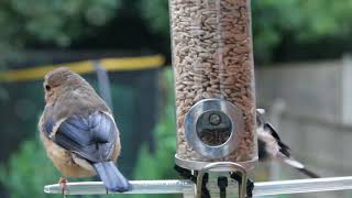 Animals Life Story: Female bullfinchs eat from feeder