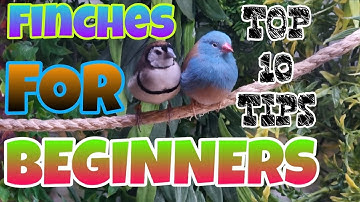 10 Tips Teratas Burung Finch untuk Pemula