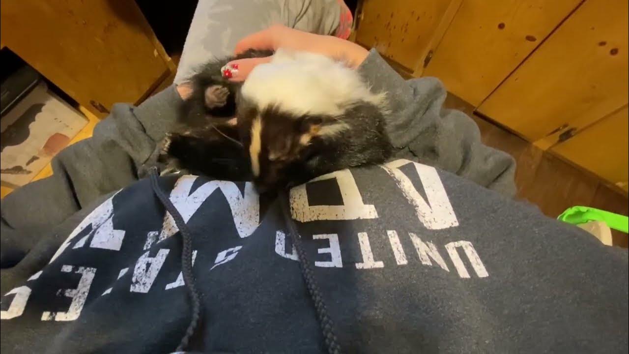 skunk bath at the office YouTube