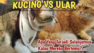 KUCING VS ULAR APA YANG TERJADI SELANJUTNYA ?...