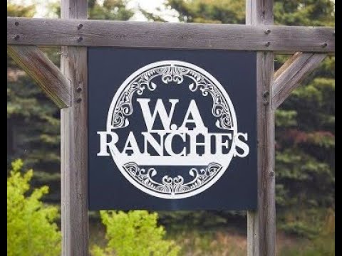 WA Ranches (University of Calgary) 2022 Angus X Calves - YouTube