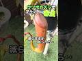 健全なガーデニング動画〜ウツボカズラ編〜